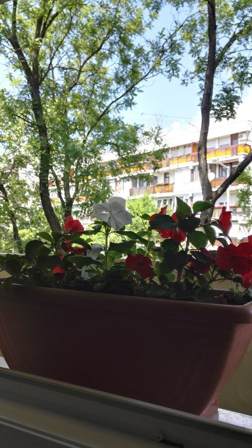 Csipke Apartman มาโค ภายนอก รูปภาพ